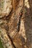 Perithous septemcinctorius